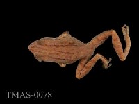 Brauer's tree frog Collection Image, Figure 6, Total 13 Figures